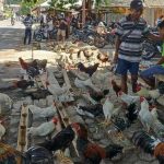 Ayam layer di Bangko, Kabupaten Merangin