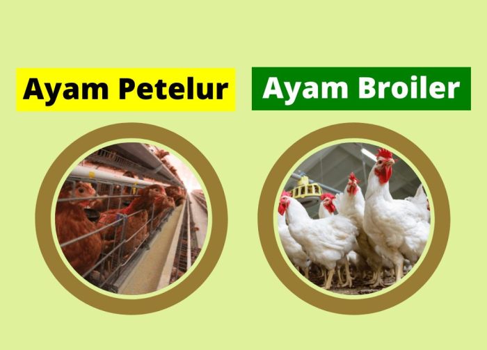 KUNCI SUKSES ! Ternak Ayam Pedaging Broiler Cepat Besar Cepat Besar ... KUNCI SUKSES ! Ternak Ayam Pedaging Broiler Cepat Besar Cepat Besar ...