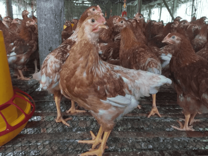 Menguntungkan Ternak Ayam Petelur Merah atau Ayam Arab?