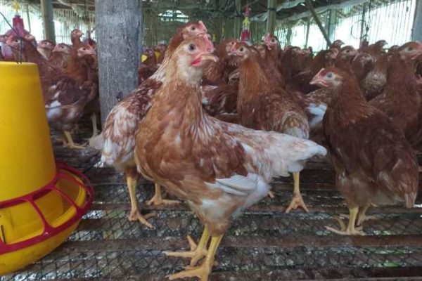 Prospek Ternak Ayam Petelur Menjanjikan