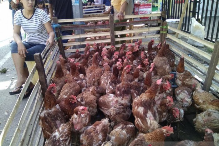 Harga ayam potong di Makassar mulai bergerak naik - ANTARA News Makassar Harga ayam kampung potong di Padang Cermin, Pesawaran