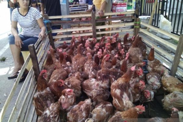 Harga ayam kampung potong di Padang Cermin, Pesawaran