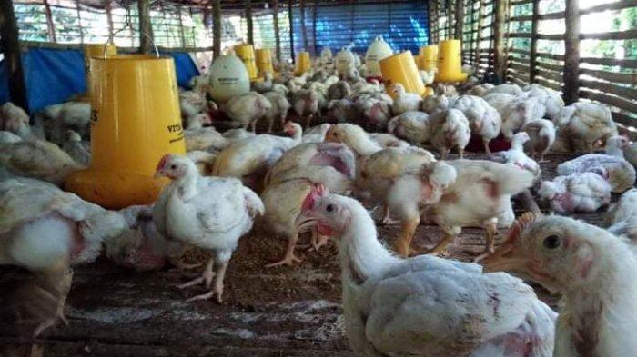Ternak ayam pedaging di Seluma, Kab. Seluma