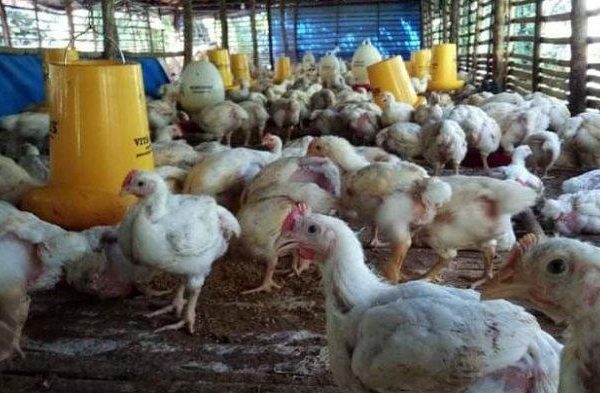 FOTO: Harga Ayam Kampung Tembus Rp350 Ribu per Ekor Jelang Idul Adha 1442 H