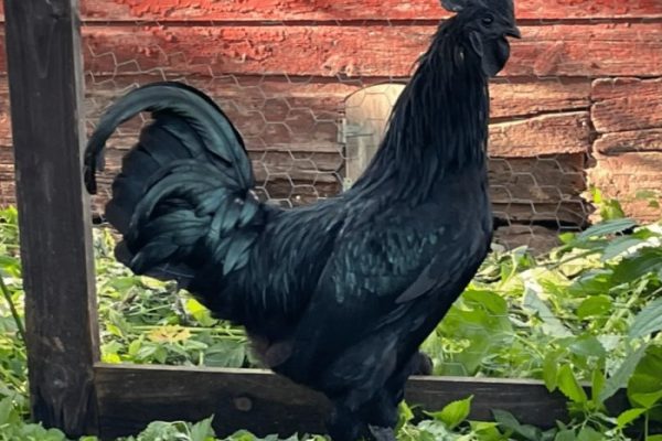 Ayam merah petelur di Kiaracondong, Kota Bandung