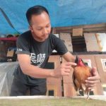 Budidaya ayam di Sarilamak, Kabupaten Lima Puluh Kota