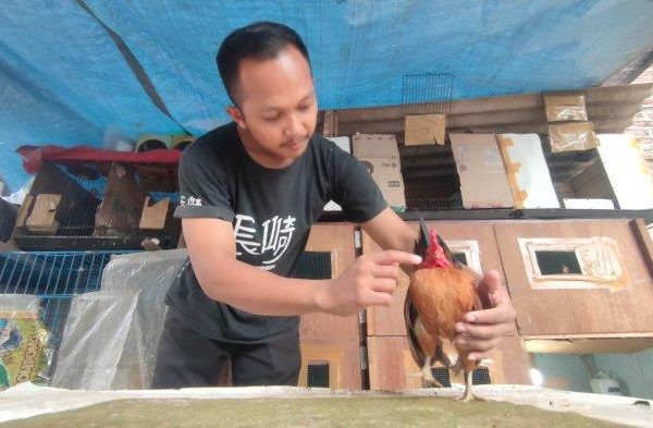Budidaya ayam di Sarilamak, Kabupaten Lima Puluh Kota