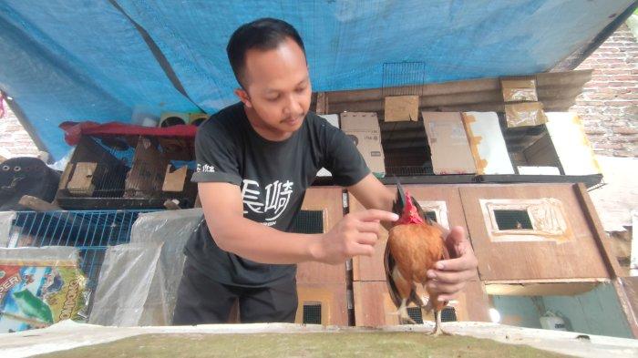 Belajar dari YouTube, Sekuriti di Probolinggo Raup Cuan dengan Budidaya ... Budidaya ayam di Sarilamak, Kabupaten Lima Puluh Kota