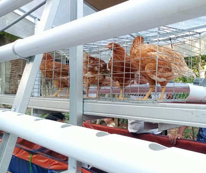 Ayam merah petelur di Banjar, Kota Banjar