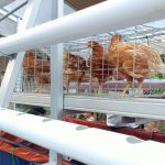 Jual Pullet Ayam Petelur Merah Usia 13 Minggu Tujuan Cilacap - HOBI TERNAK