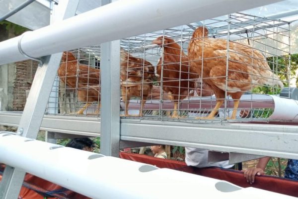 Inilah 10 Jenis Ayam Petelur Unggulan yang Membawa Untung!