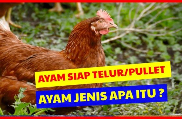 Ayam merah petelur di Tenjolaya, Bogor