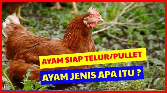 Ayam merah petelur di Rumpin, Bogor