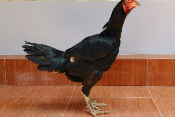 Ayam merah petelur di Banjarnegara, Kab. Banjarnegara