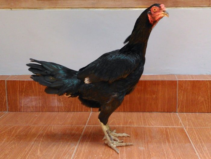 Ayam merah petelur di Purwosari, Gunungkidul