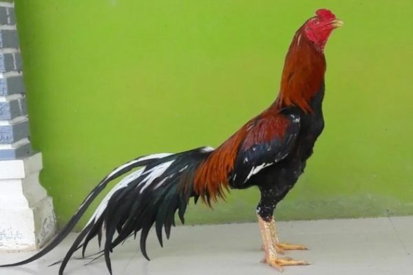 Ayam arab petelur di Sei Suka, Batu Bara