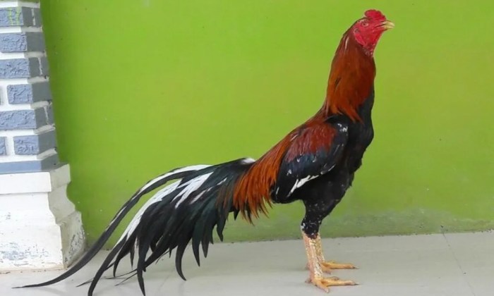 Ayam ternak di Cikampek, Karawang