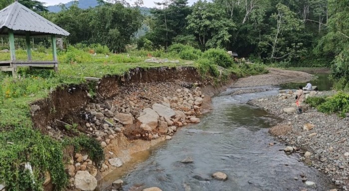 Daun penggemuk ayam di Ropang, Sumbawa