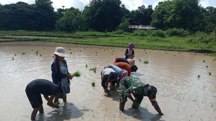 Daun penggemuk ayam di Tasifeto Timur, Belu