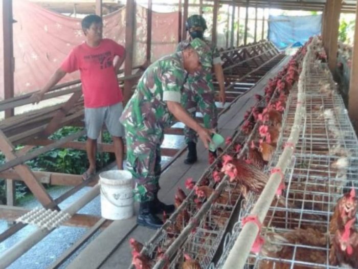 Ada Peternakan Ayam Cemani di Patenggangan Kota Padang, Harganya Bisa ...