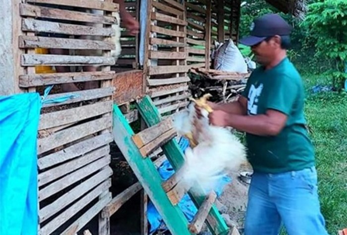 Ternak ayam petelur di Banggai, Banggai Laut