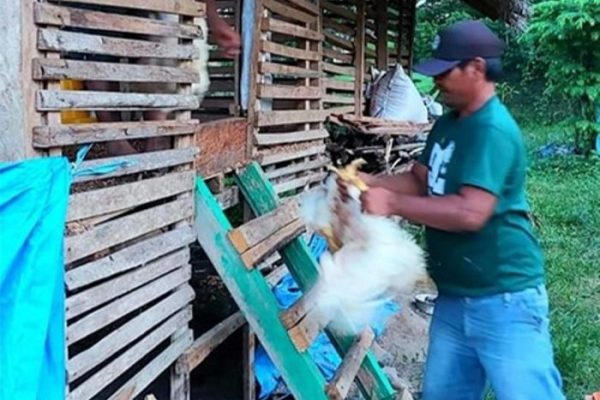 Ternak ayam petelur di Banggai, Banggai Laut