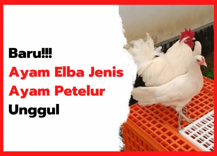 Fakta Menarik Tentang Ayam Elba Si Ayam Petelur Super HOBI TERNAK Fakta Menarik Tentang Ayam Elba Si Ayam Petelur Super HOBI TERNAK