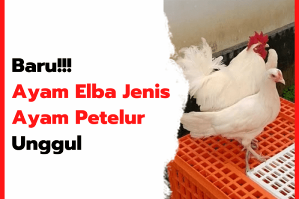 Ayam elba kampung petelur super di Durenan, Trenggalek