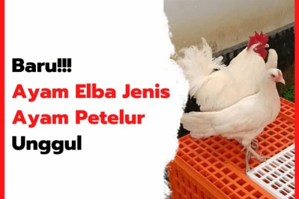Ayam elba kampung petelur super di Galis, Bangkalan