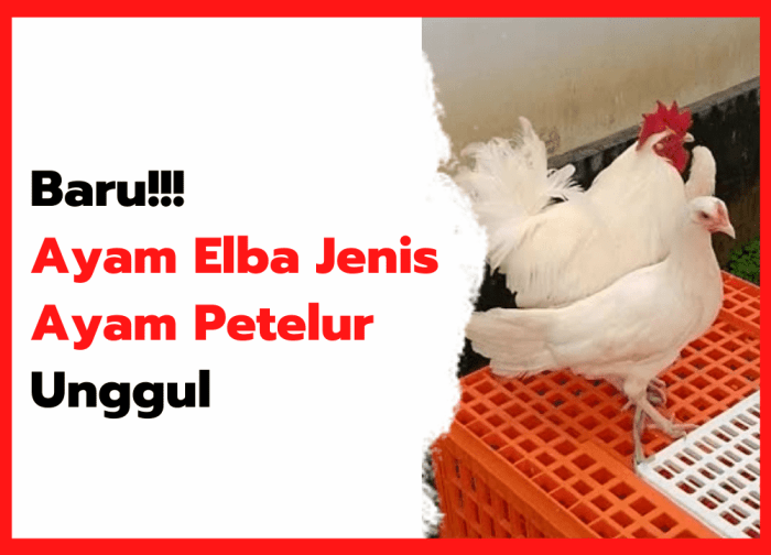 AYAM ELBA (AYAM KAMPUNG PETELUR) - YouTube AYAM ELBA (AYAM KAMPUNG PETELUR) - YouTube