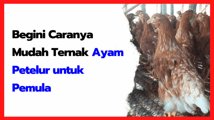 Modal Ayam Ternak Petelur 1000 Ekor, Begini Perawatannya! Ternak ayam petelur di Nanaet Duabesi, Belu