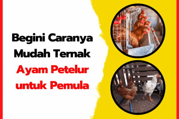 Pengen ternak ayam petelur tapi masih ragu ? simak divideo yaa atau ...