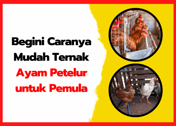 Pengen ternak ayam petelur tapi masih ragu ? simak divideo yaa atau ...