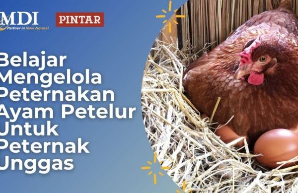 Peternakan ayam petelur terdekat di Jetis, Bantul