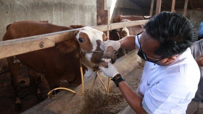 Daging kambing di Metro Selatan, Kota Metro