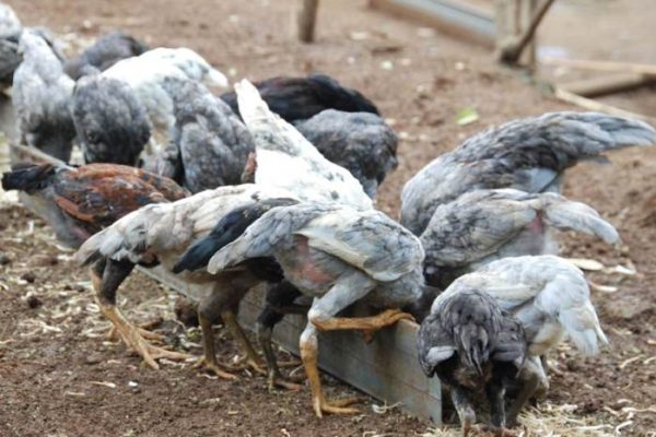 Budidaya ayam di Enggal, Kota Bandar Lampung