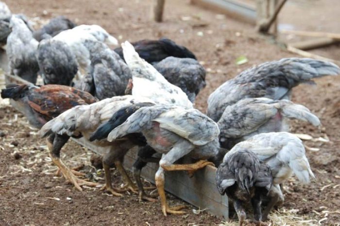 Budidaya ternak ayam di Tirtomoyo, Wonogiri