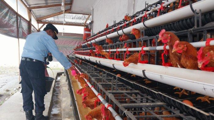 ayam petelur merah - James King ayam petelur merah - James King