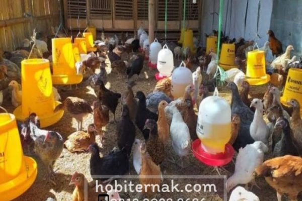 Mengenal Jenis - jenis Ayam Buras