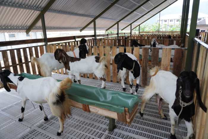 BERDAYAKAN MASYARAKAT, LAZISMU DAN BANK INDONESIA INISIASI PETERNAKAN ... Ternak ayam petelur di Bunut Hilir, Kapuas Hulu