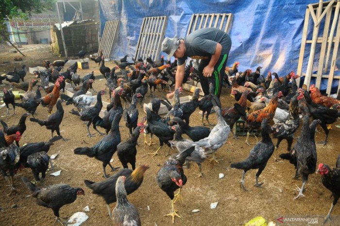 KUR Bank BRI, Solusi Terbaik Anda yang Mau Ternak Ayam Pedaging