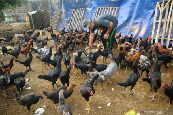 Budidaya ternak ayam di Demak, Kab. Demak