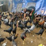 Budidaya ternak ayam di Bejen, Temanggung