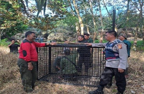 Daging kambing di Selangit, Musi Rawas