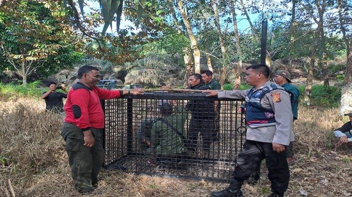 Daging kambing di Selangit, Musi Rawas