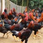 Budidaya ternak ayam di Nalumsari, Jepara