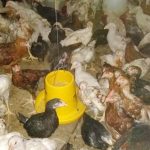 Budidaya ternak ayam di Prembun, Kebumen