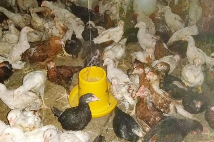 Budidaya ayam di Abung Barat, Lampung Utara