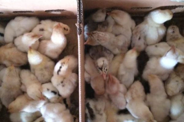 Ayam elba kampung petelur super di Banyuanyar, Probolinggo