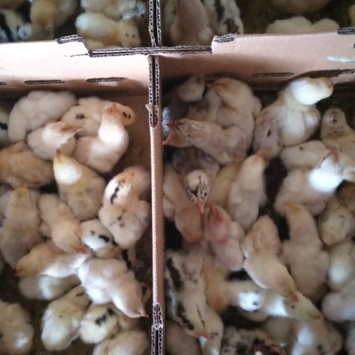 Jual ayam elba kampung petelur super /300 butir pertahun /2x lipat dari ... Jual ayam elba kampung petelur super /300 butir pertahun /2x lipat dari ...
